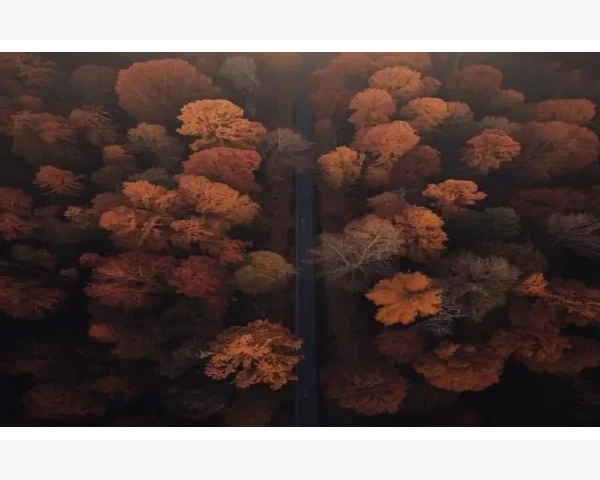 生姜的神奇功效：驱寒化湿，疗效显著，保护你的身心健康
